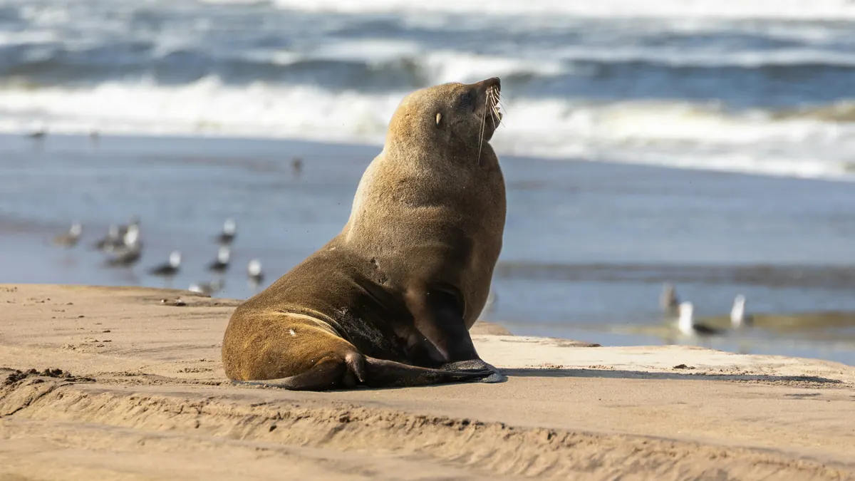 Bird flu reaches the Pages sea lion colony