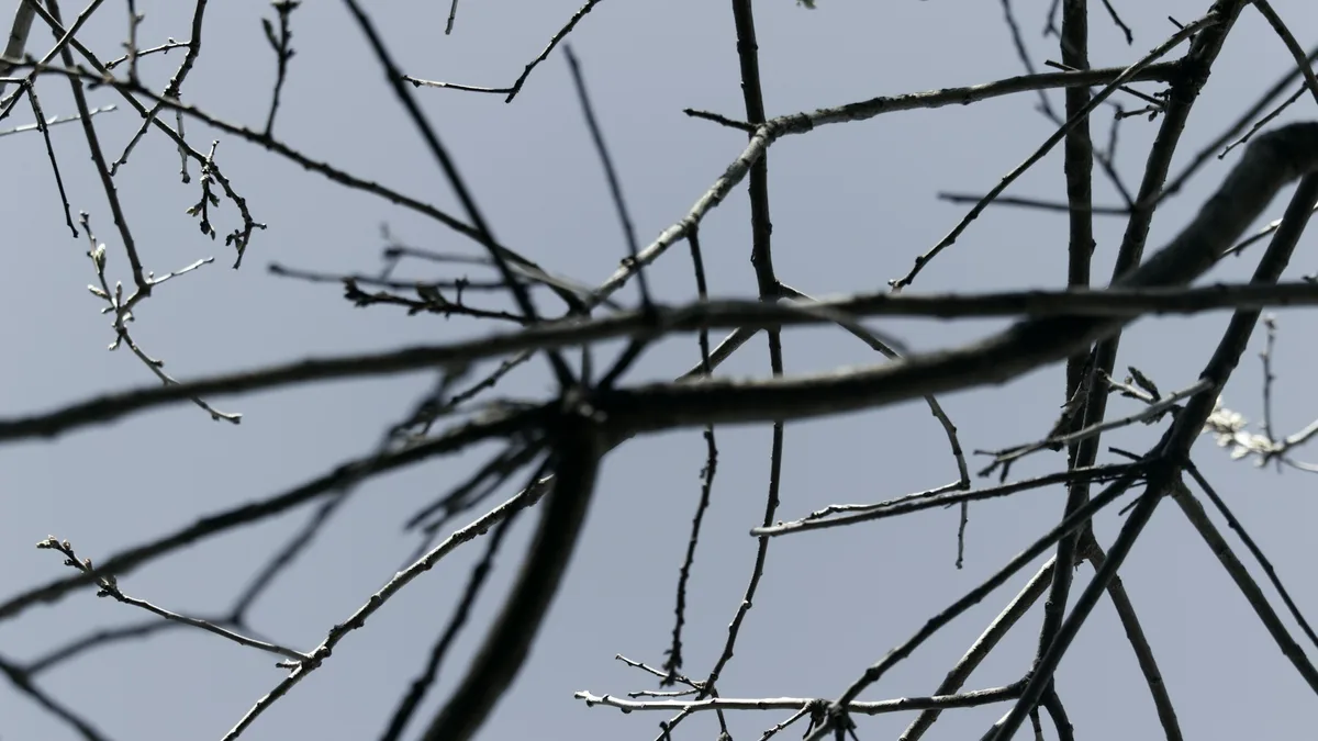 Canberra records its coldest June morning since 1986 as cold snap grips inland Australia