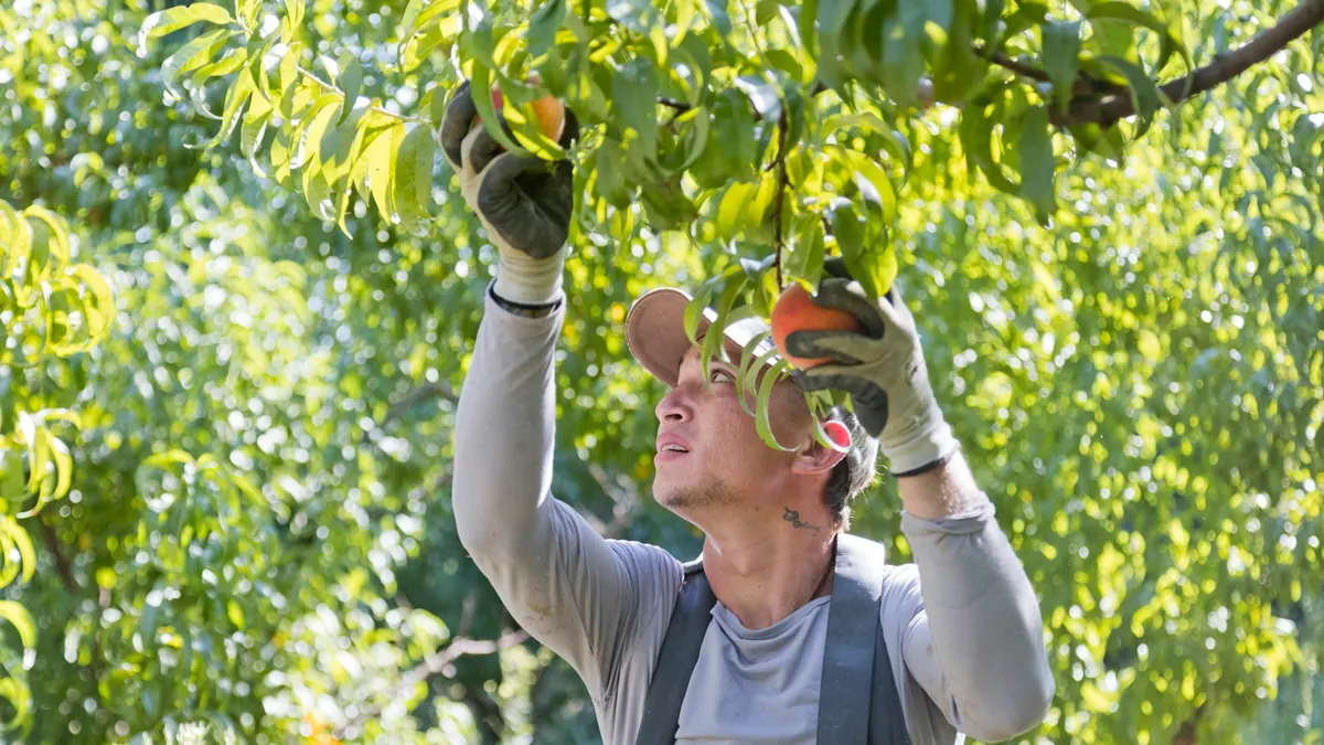 Farmers warn backpacker ballot caps will hit harvest
