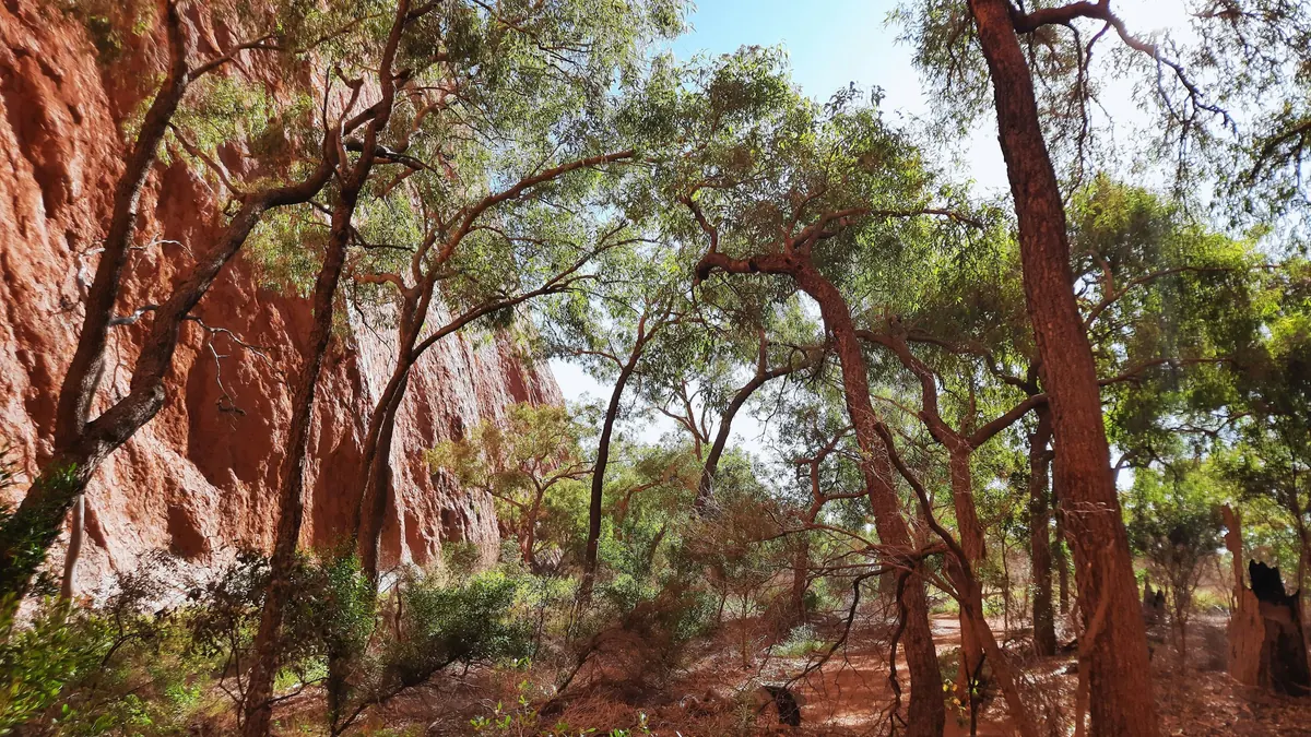 Garma opens at Gulkula on the theme of Bukmak