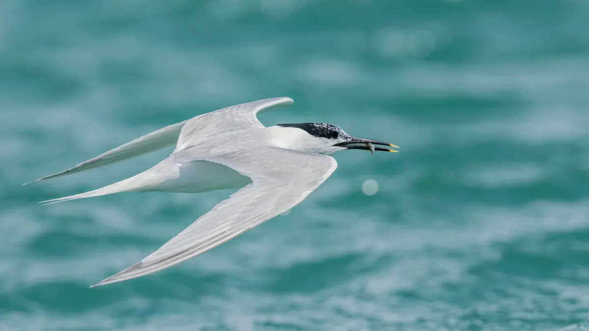Bird flu reaches a native seabird