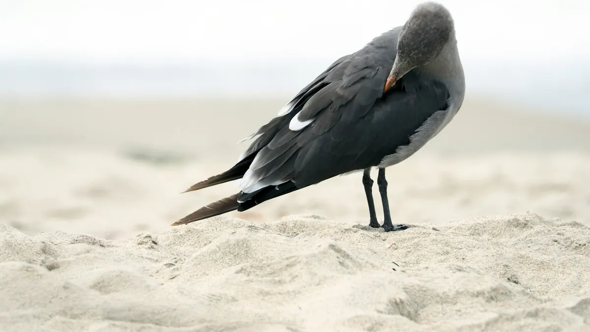 Bird flu detections in seabirds climb to 17