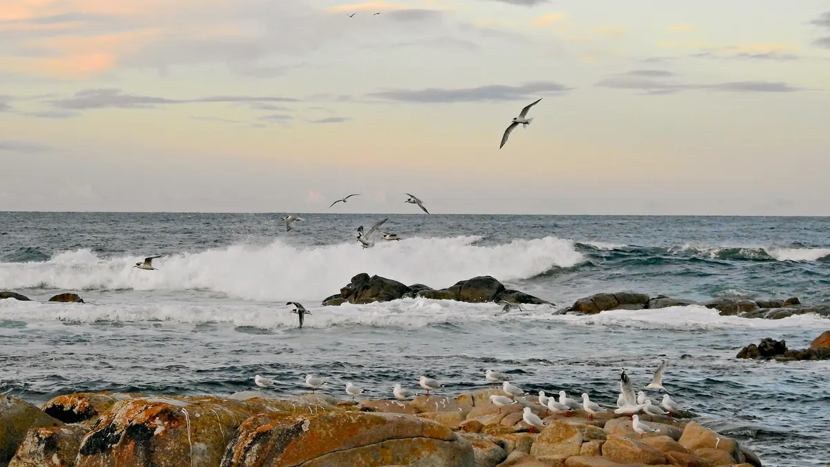Bird flu confirmed in Tasmania