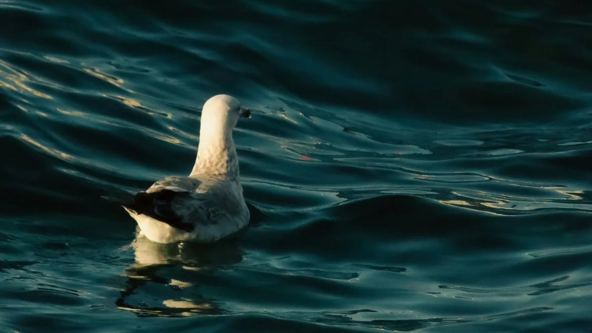 Australia records first H5 bird flu cases as migratory seabirds test positive across two states