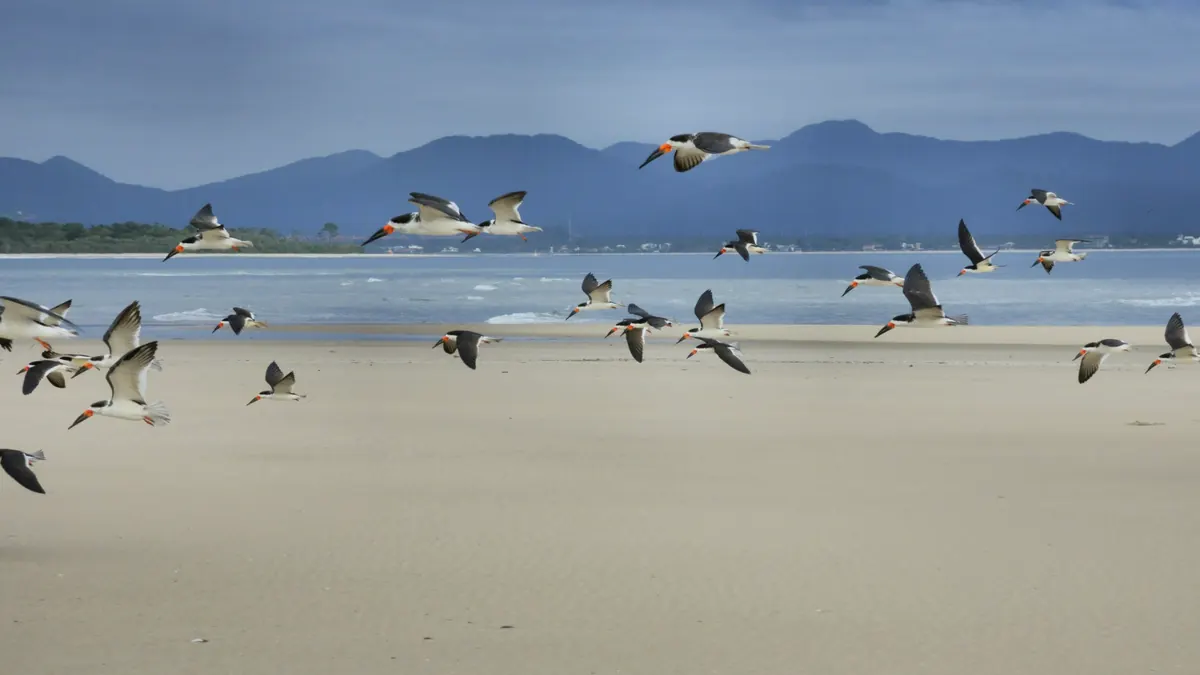 Suspected H5 bird flu found in NSW